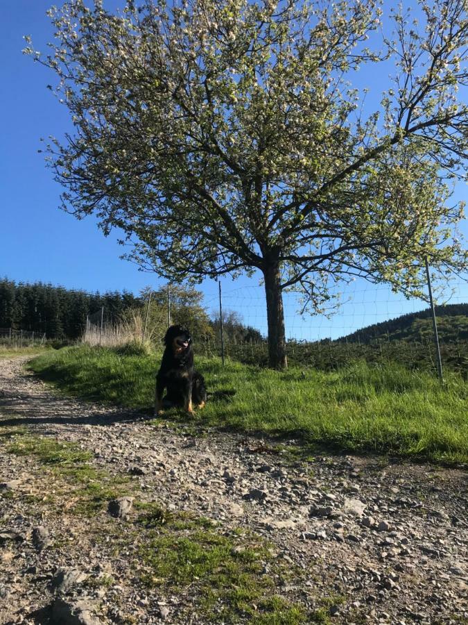Ortmanns Eulennest Villa Finnentrop Eksteriør billede